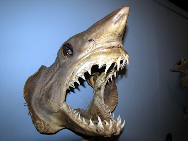 Cabeza de marrajo